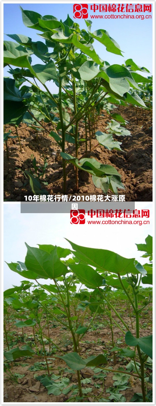 10年棉花行情/2010棉花大涨原因-第3张图片
