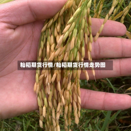 籼稻期货行情/籼稻期货行情走势图-第3张图片