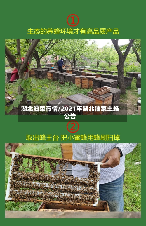 湖北油菜行情/2021年湖北油菜主推公告-第2张图片