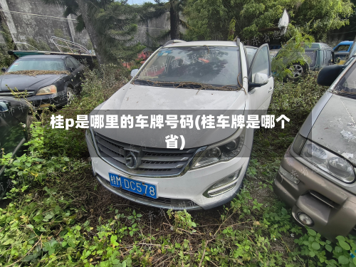 桂p是哪里的车牌号码(桂车牌是哪个省)