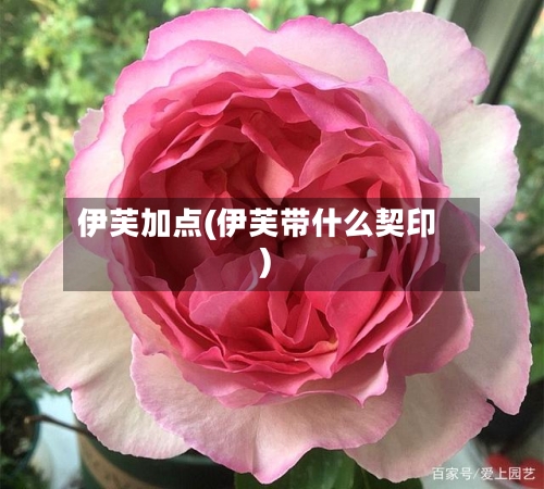 伊芙加点(伊芙带什么契印)