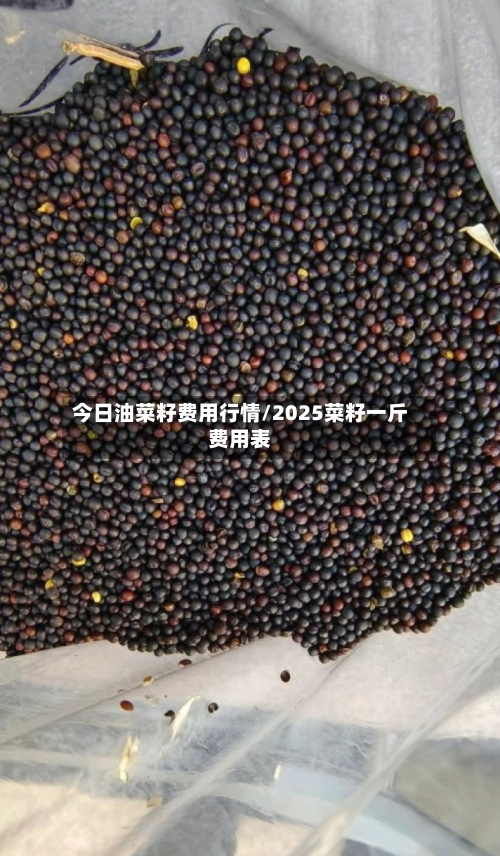 今日油菜籽费用行情/2025菜籽一斤费用表