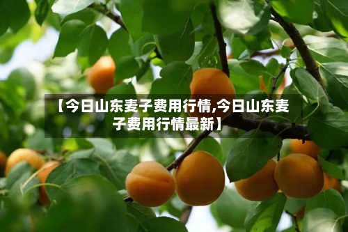 【今日山东麦子费用行情,今日山东麦子费用行情最新】