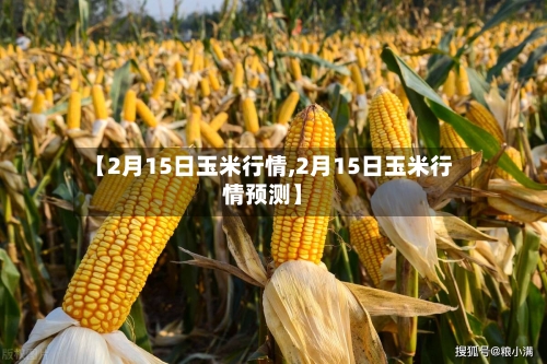 【2月15日玉米行情,2月15日玉米行情预测】-第3张图片