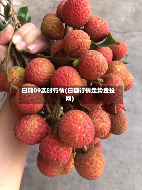 白糖09实时行情(白糖行情走势金投网)-第3张图片