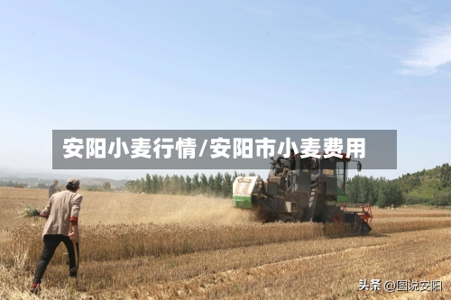 安阳小麦行情/安阳市小麦费用