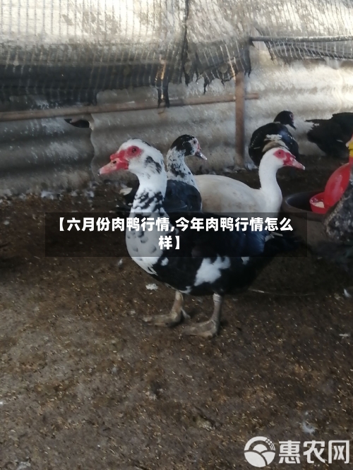 【六月份肉鸭行情,今年肉鸭行情怎么样】-第3张图片