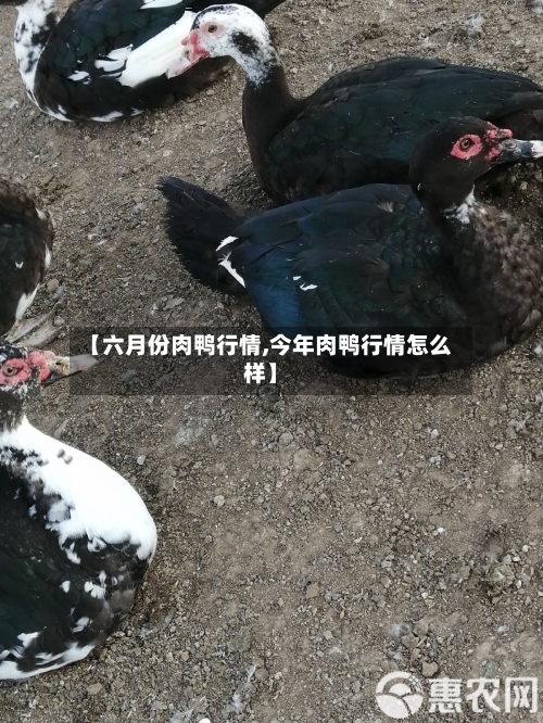 【六月份肉鸭行情,今年肉鸭行情怎么样】
