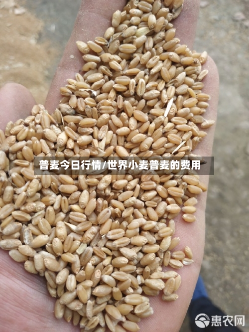 普麦今日行情/世界小麦普麦的费用-第3张图片
