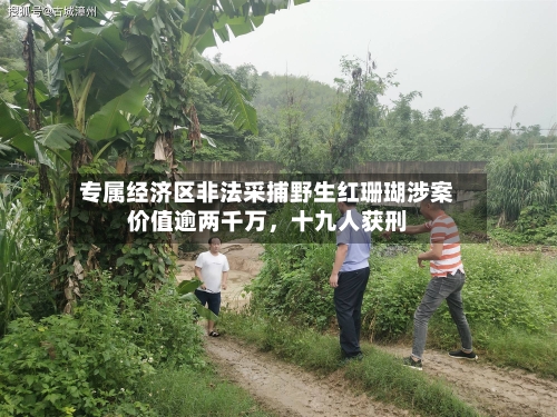 专属经济区非法采捕野生红珊瑚涉案价值逾两千万，十九人获刑-第3张图片