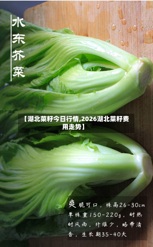 【湖北菜籽今日行情,2026湖北菜籽费用走势】-第2张图片