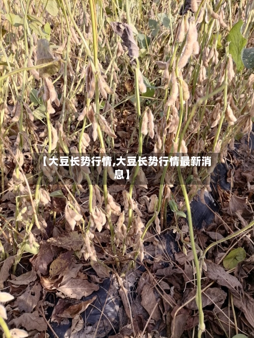 【大豆长势行情,大豆长势行情最新消息】-第3张图片