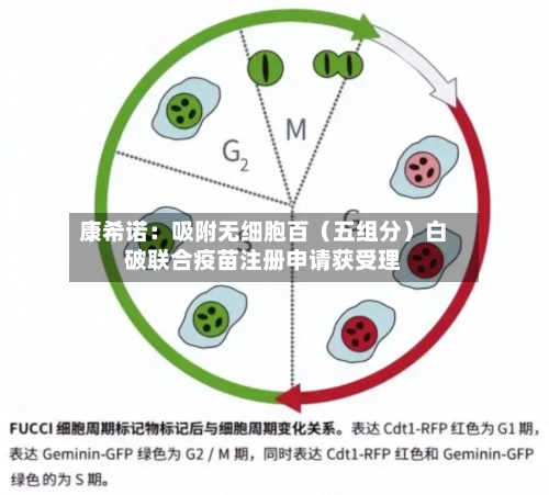 康希诺：吸附无细胞百（五组分）白破联合疫苗注册申请获受理