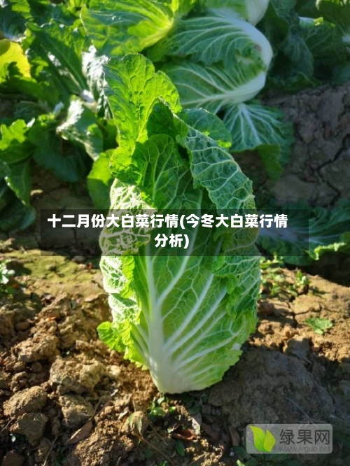 十二月份大白菜行情(今冬大白菜行情分析)