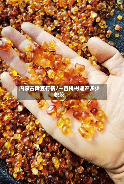 内蒙古黄豆行情/一亩桃树能产多少桃胶-第3张图片