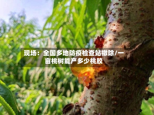 现场：全国多地防疫检查站撤除/一亩桃树能产多少桃胶-第2张图片