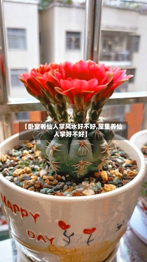 【卧室养仙人掌风水好不好,屋里养仙人掌好不好】