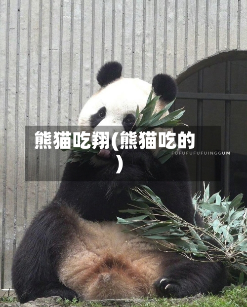 熊猫吃翔(熊猫吃的)-第2张图片