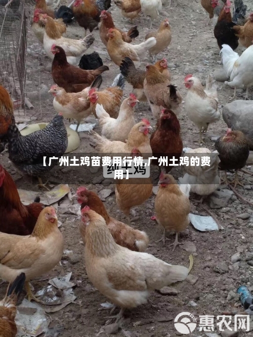 【广州土鸡苗费用行情,广州土鸡的费用】