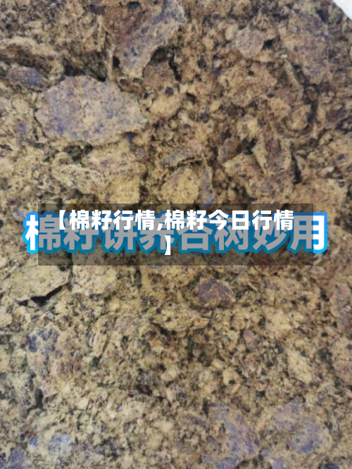 【棉籽行情,棉籽今日行情】