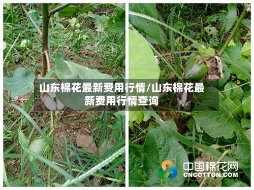山东棉花最新费用行情/山东棉花最新费用行情查询-第2张图片