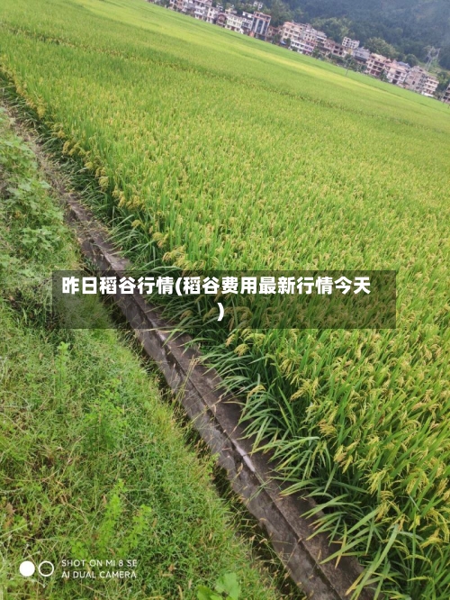 昨日稻谷行情(稻谷费用最新行情今天)-第2张图片