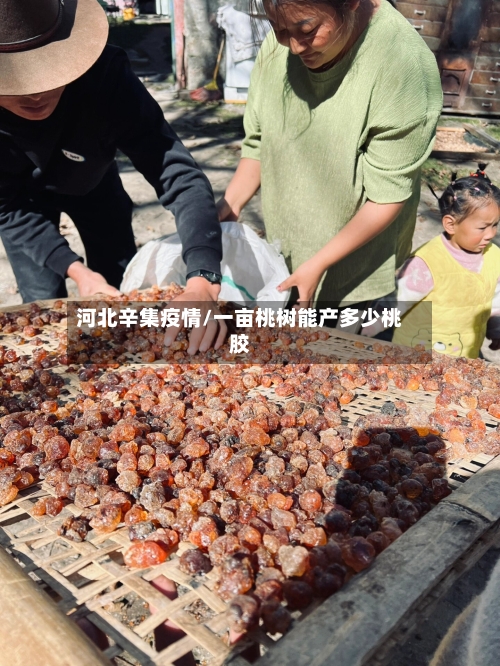 河北辛集疫情/一亩桃树能产多少桃胶-第2张图片