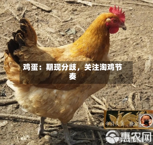 鸡蛋：期现分歧，关注淘鸡节奏-第3张图片